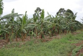 fertilizer